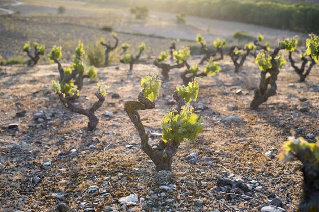 San Vicente de la Sonsierra, sede de Bodega Classica, se encuentra en una situación privilegiada para el cultivo de la vid. :: l.r./