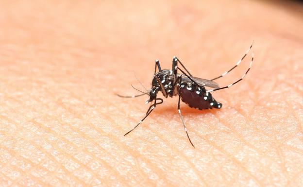 Un mosquito tigre.