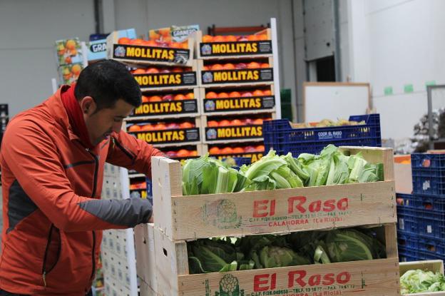 Las coliflores, dispuestas en cajas para su posterior distribución. :: m.f./