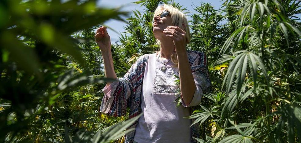 El Congreso pone a la cola la regulación del uso terapéutico del cannabis