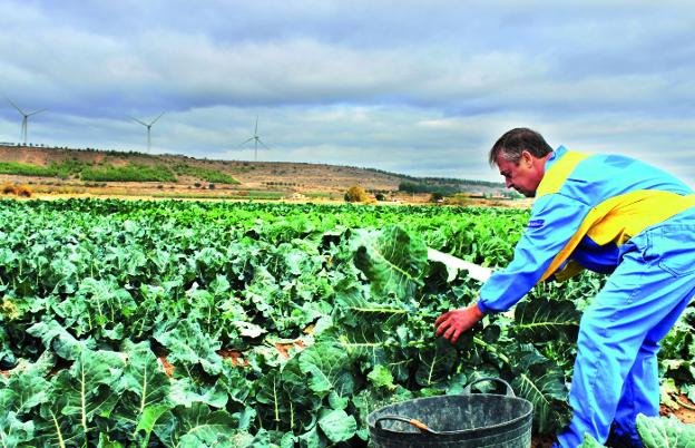 Cosecha. Jesús Pérez, en pleno proceso de recolección en su explotación agraria de Calahorra. :: M.f.
/