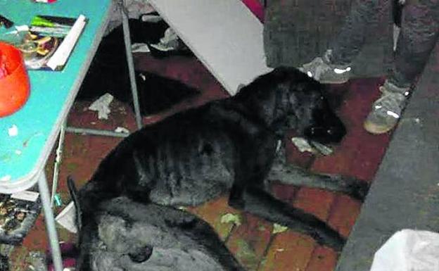 Estado en el que se encontró al perro./ANIMALES RIOJA