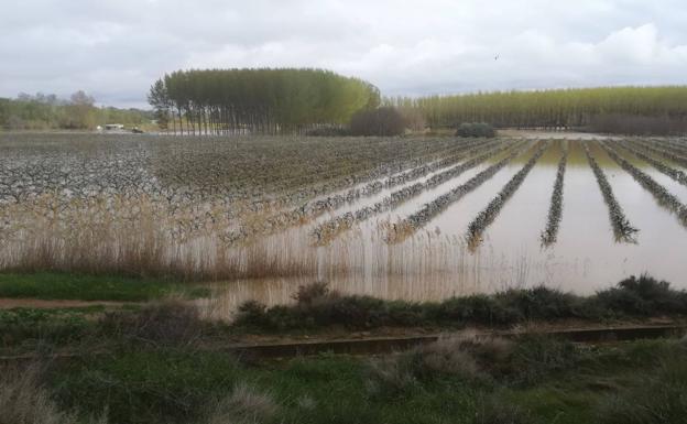 Frutales de la Roza anegados, con el Alhama desembocando al fondo