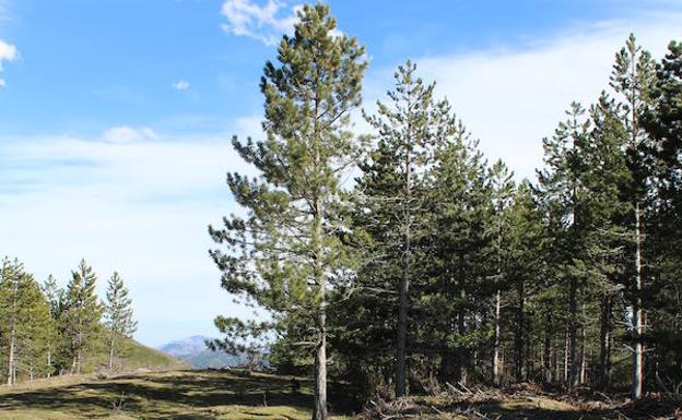 Dehesa de La Monjía. El despoblado, en el fondo del valle, bajo la Atalaya. A la derecha, charcas en su dehesa, fuente del Jubera.