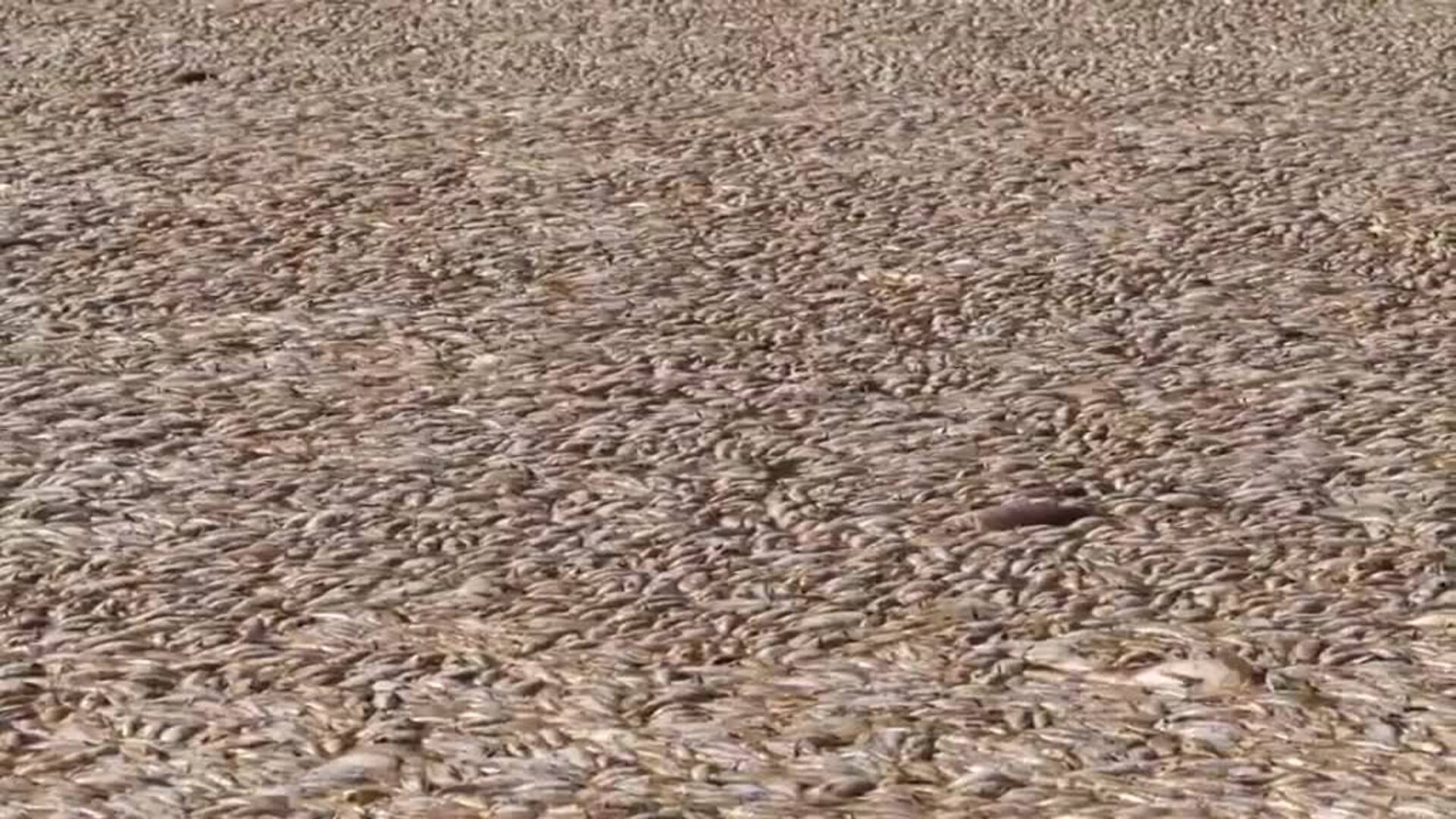 Millones De Peces Muertos Por El Calor Bloquean Un R O De Australia