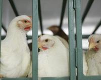 Fallece en Egipto una cuarta persona afectada por el virus de la gripe aviar/