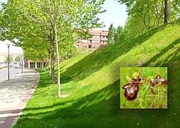 La zona en la que han crecido las orquídeas y una de las especies. / RICARDO ZALDÍVAR/