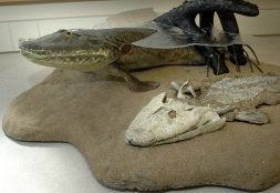 El fósil del pez Tiktaalik roseae, en una exposición. /AP/