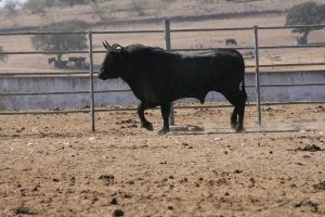 Molinito, adiós al toro inmortal