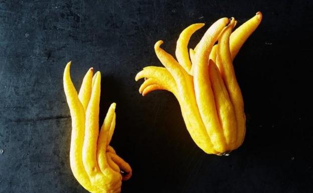 La mano cítrica de Buda