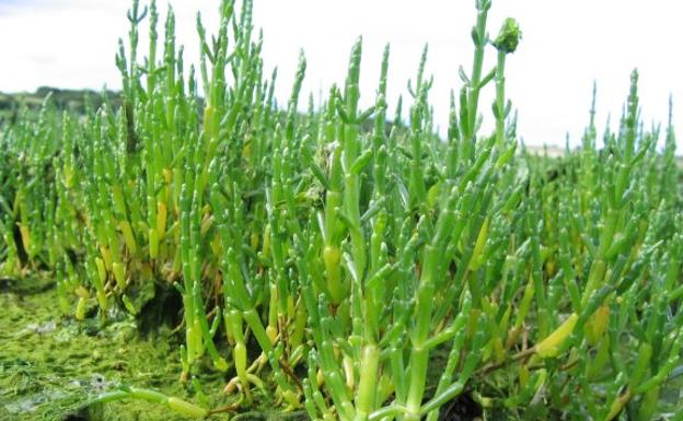 Un nuevo vegetal en la mesa