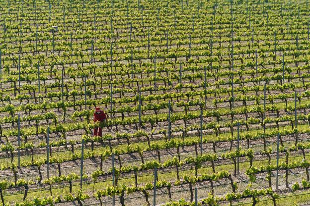 Unidos para promocionar el vino y la gastronomía