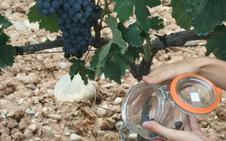 La maduración de la uva avanza «en buen estado» pero se recomienda «mantener la vigilancia»