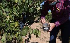 El control del Consejo Regulador constata «un avance importante de la maduración de la uva»