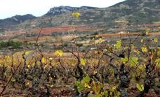 SOS para el viñedo viejo de Rioja