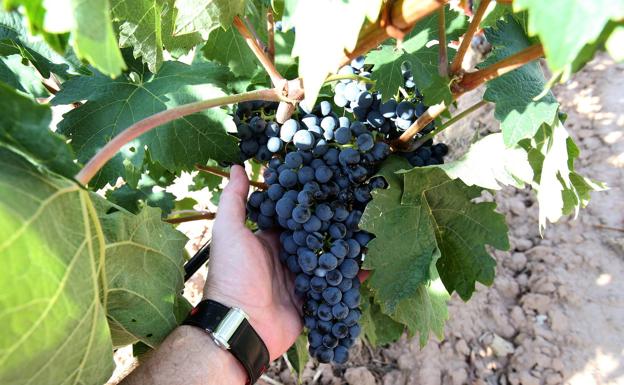 El Gobierno vasco rechaza el recurso de la DOC Rioja y avala Viñedos de Álava