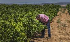 Las lluvias mitigan el estrés hídrico de la viña en La Rioja