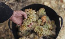 El Consejo Regulador aprecia «buena calidad en la uva» recogida hasta ahora