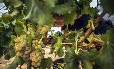 Se mantienen las buenas condiciones sanitarias en la vendimia de Rioja