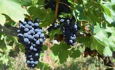 El BOE publica la modificación de los contratos tipo de compra de uva