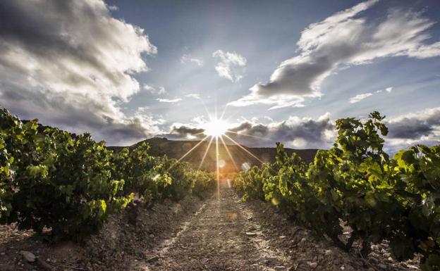 Más del 68% del viñedo riojano está asegurado por un valor de 146 millones