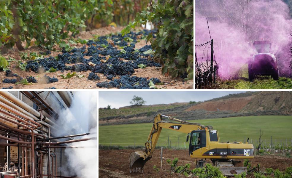 Cinco soluciones para paliar la crisis de Rioja