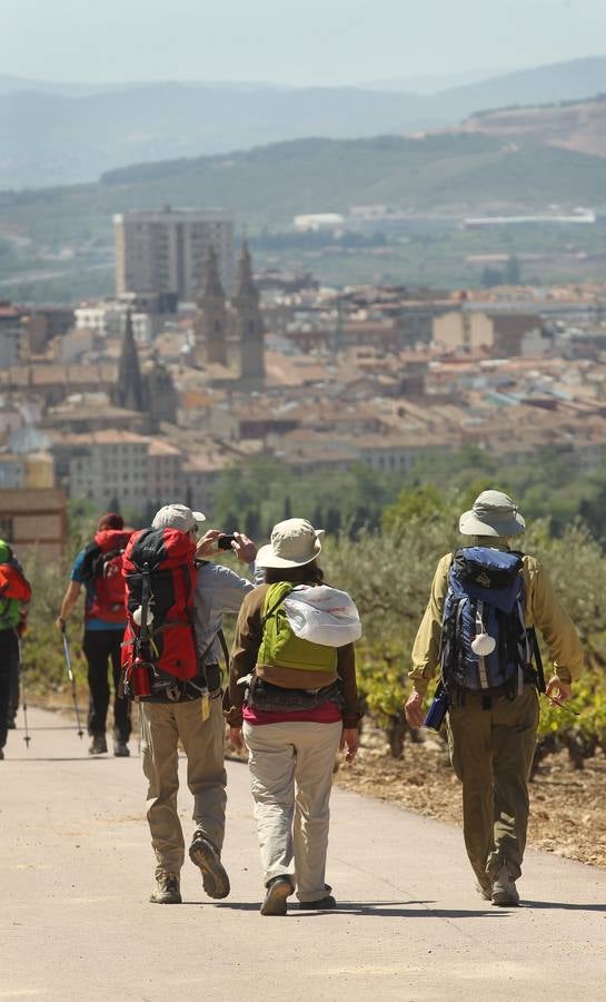 La viña en primavera