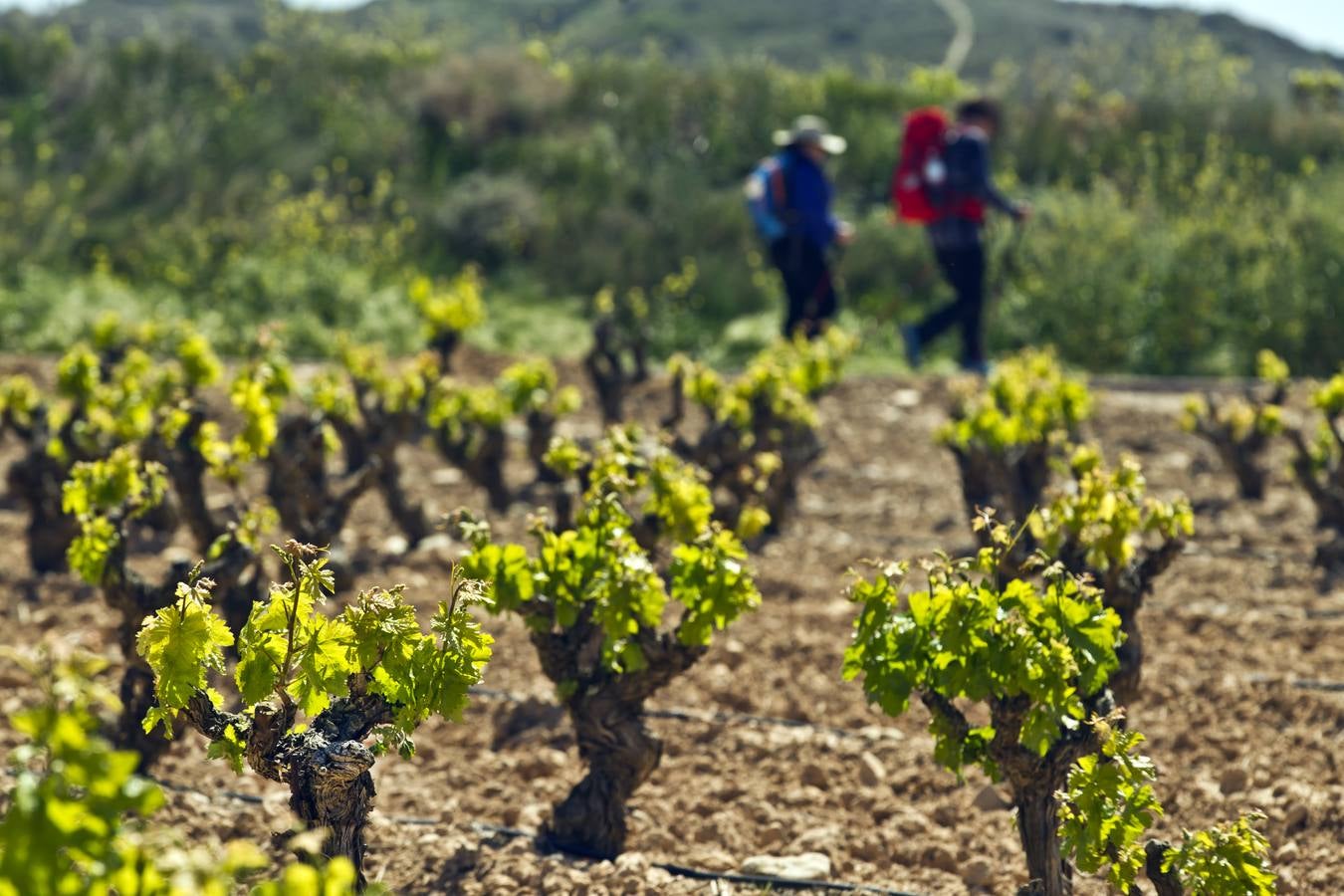 La viña en primavera
