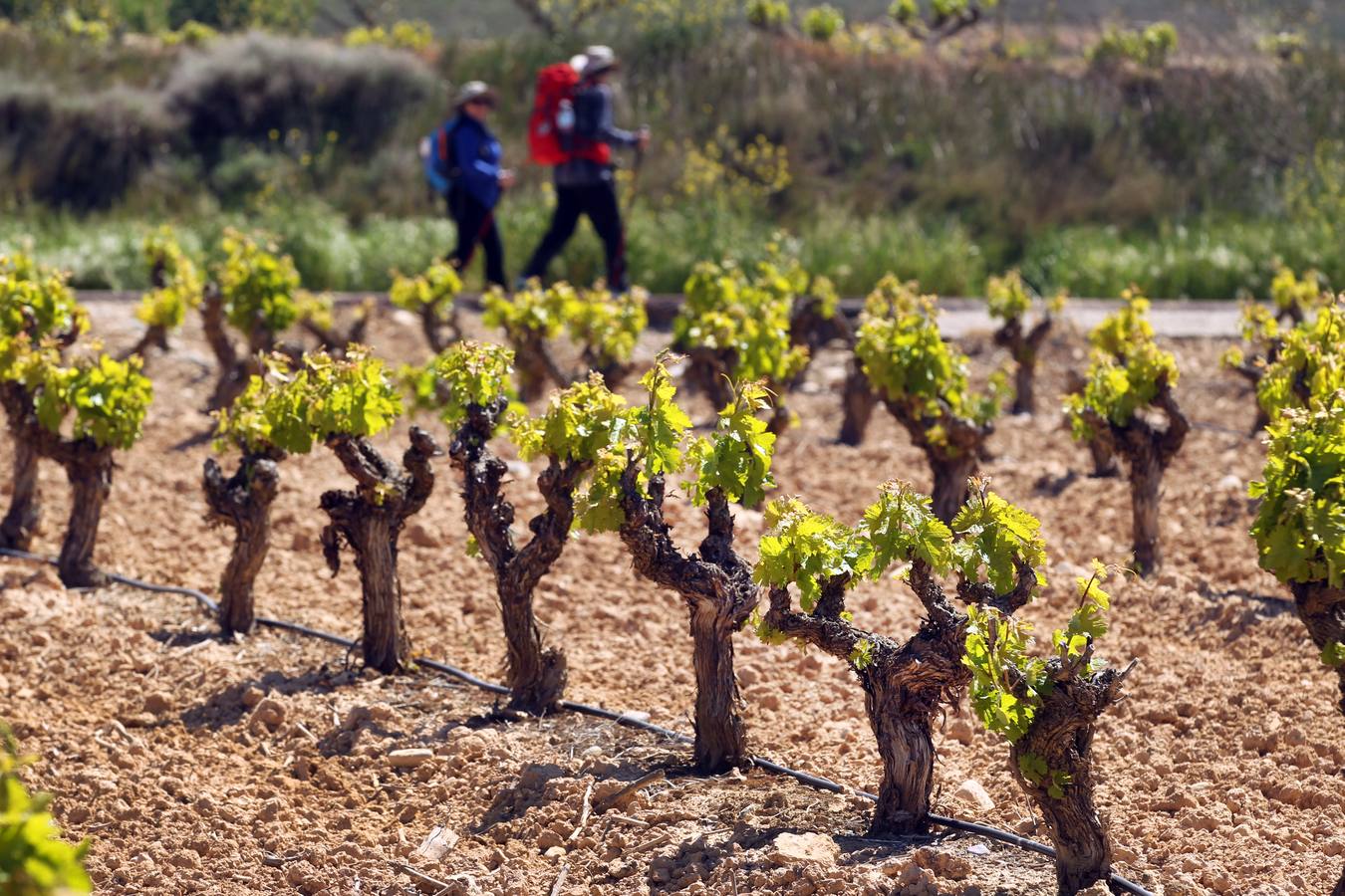 La viña en primavera