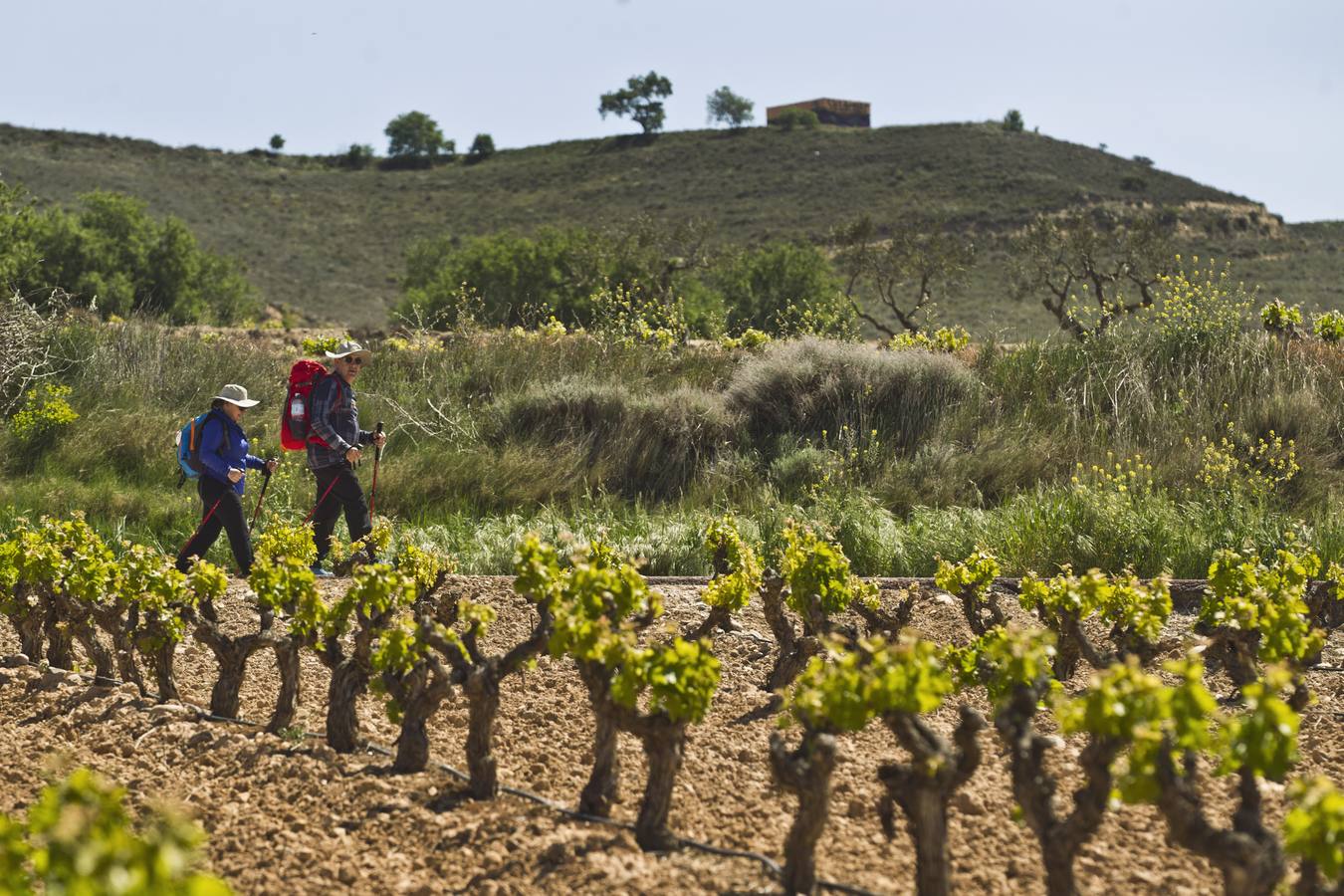 La viña en primavera