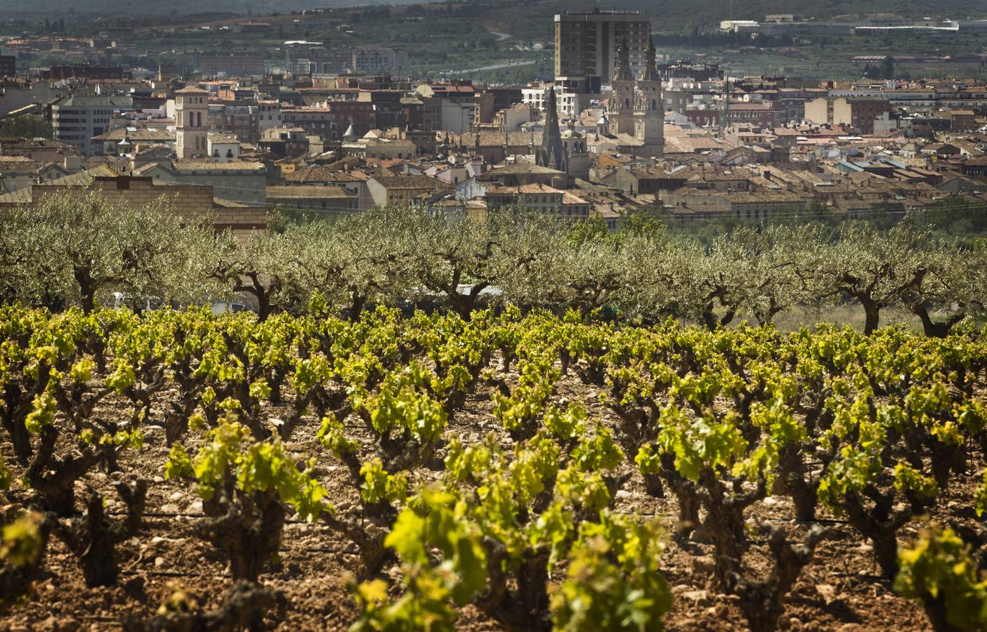 La viña en primavera