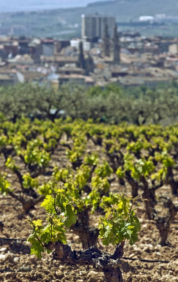 La viña en primavera