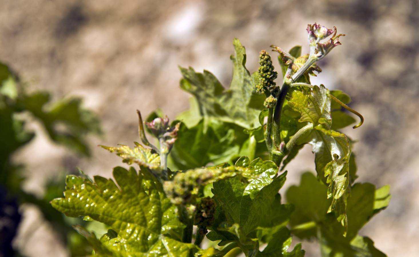 La viña en primavera