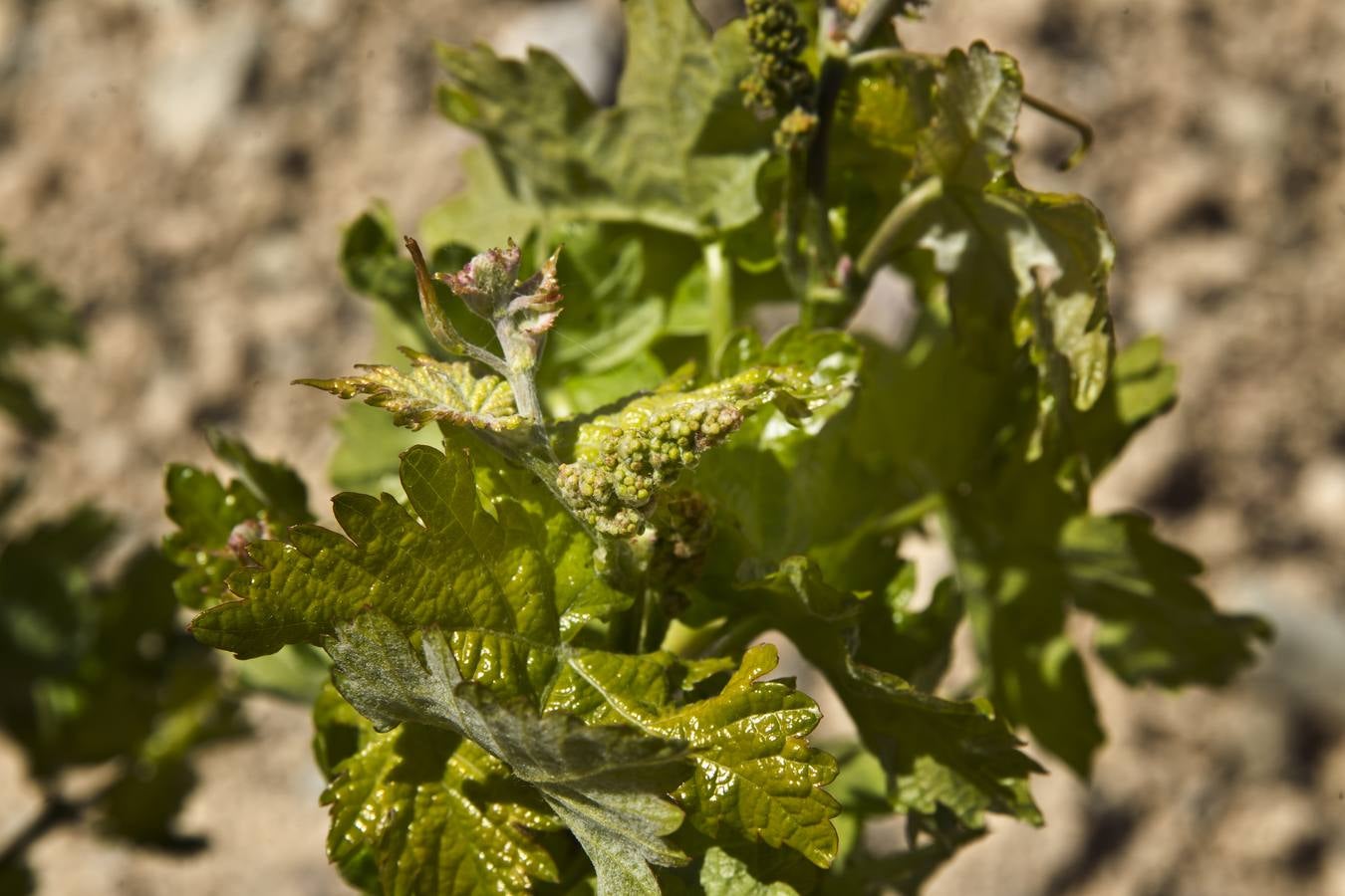 La viña en primavera