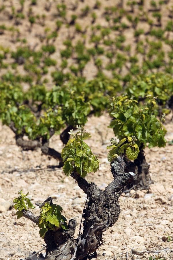 La viña en primavera