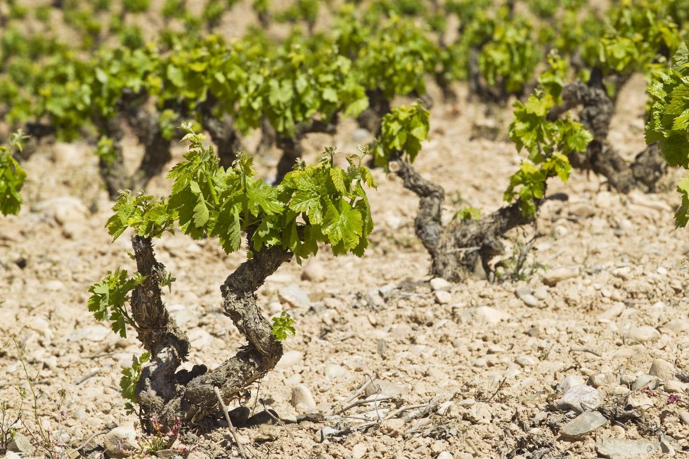 La viña en primavera