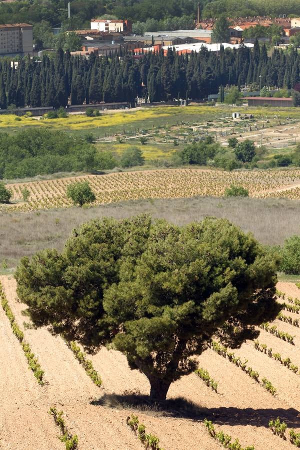 La viña en primavera