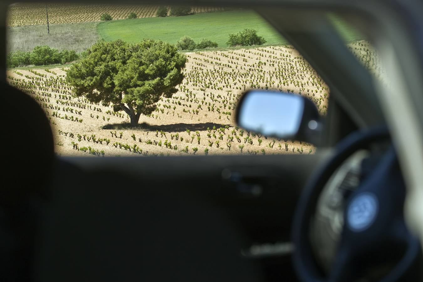 La viña en primavera