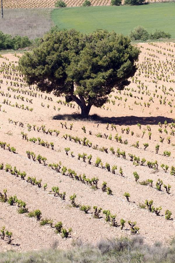 La viña en primavera