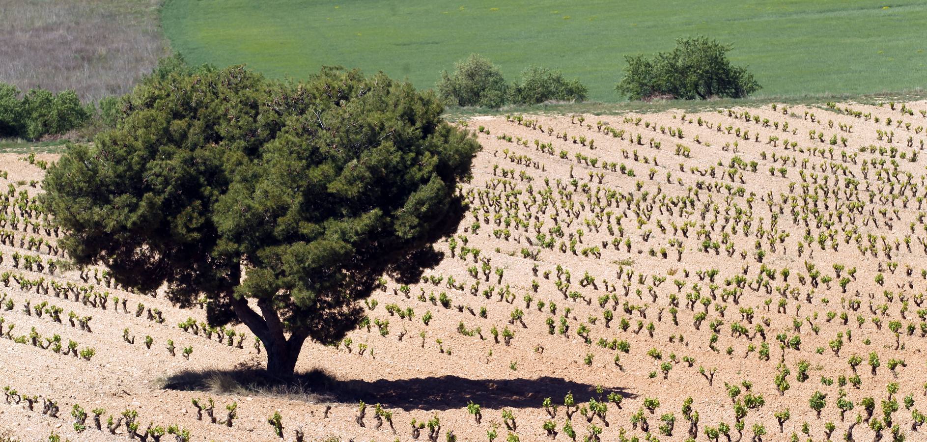 La viña en primavera