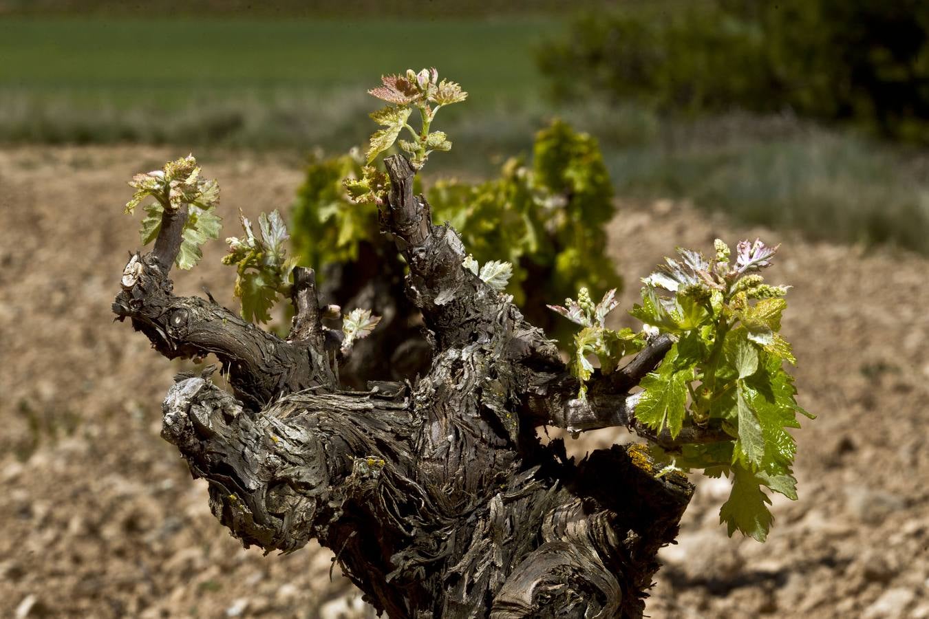 La viña en primavera