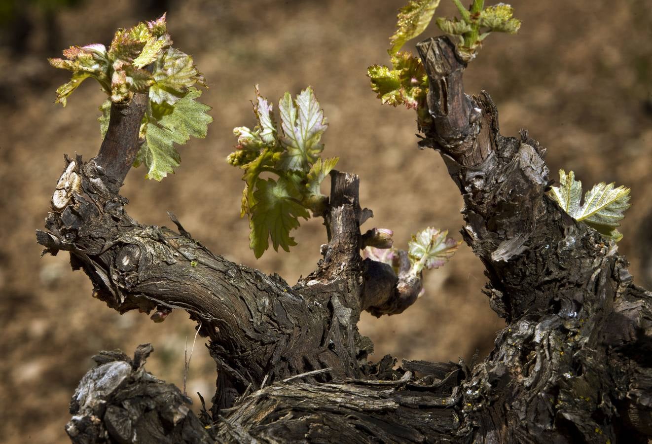 La viña en primavera