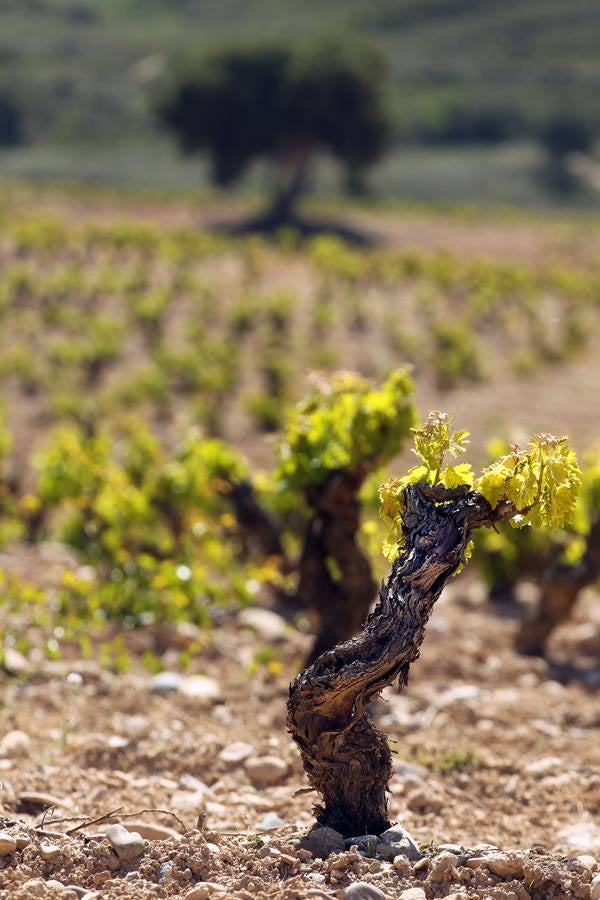 La viña en primavera