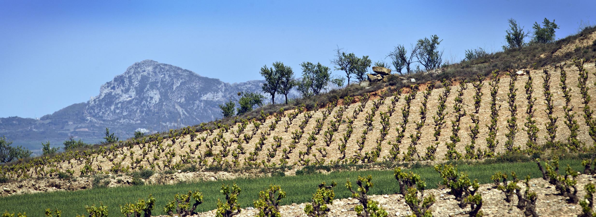 La viña en primavera