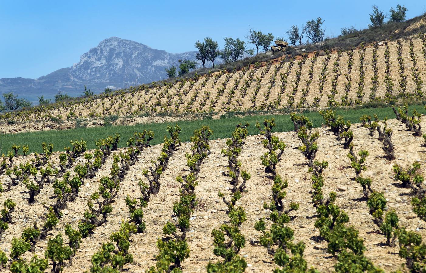 La viña en primavera