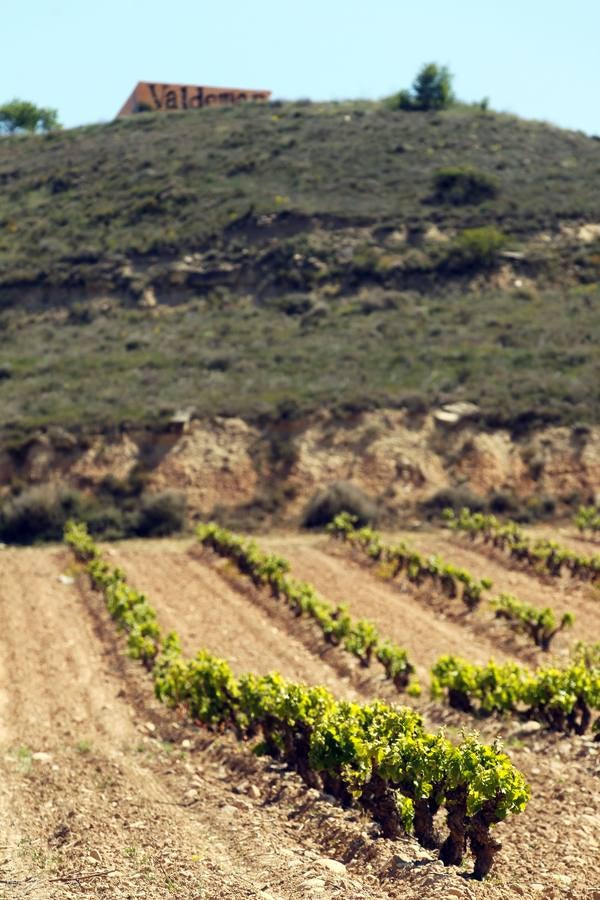 La viña en primavera