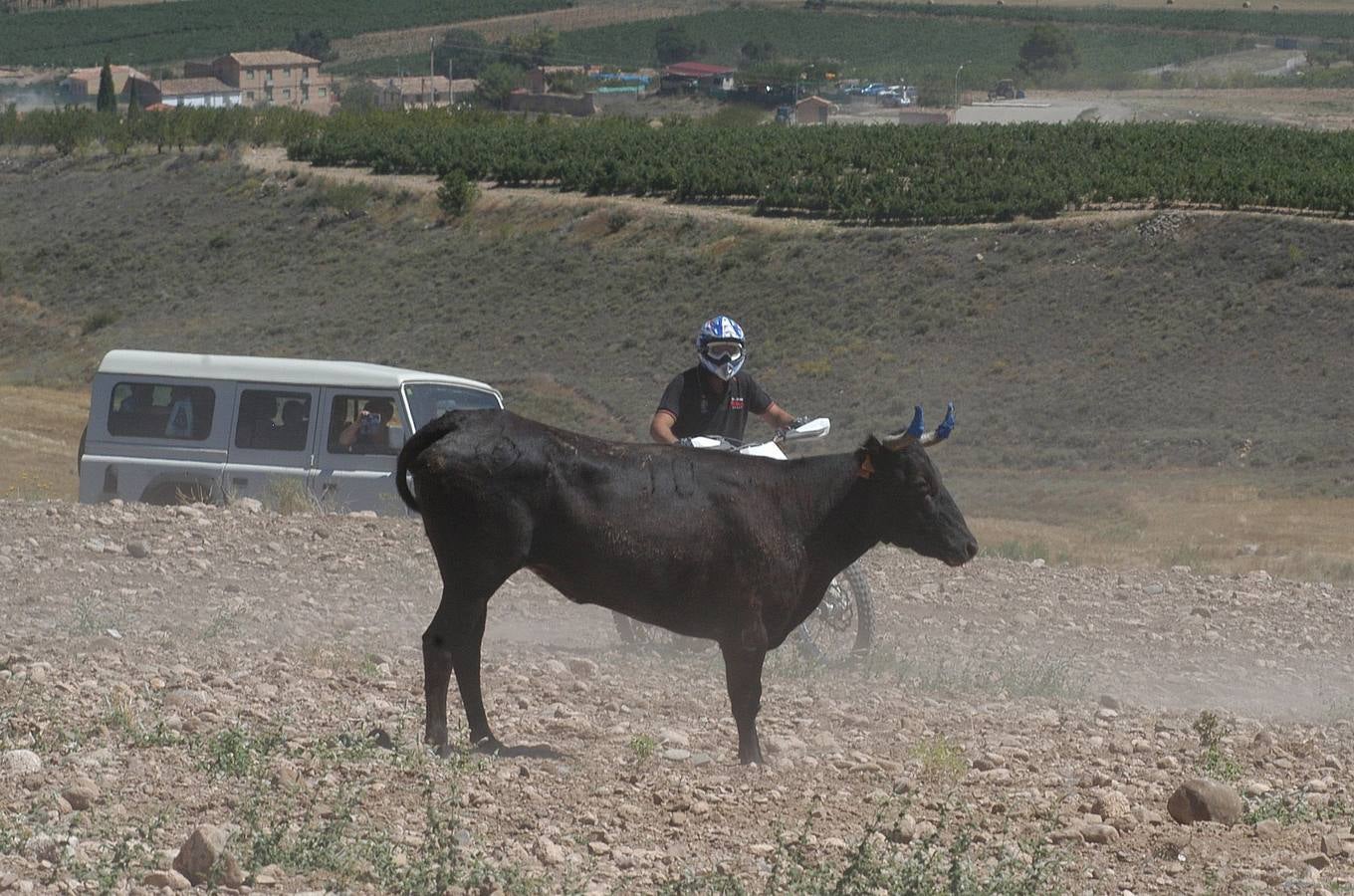 Las vacas toman Valverde (I)