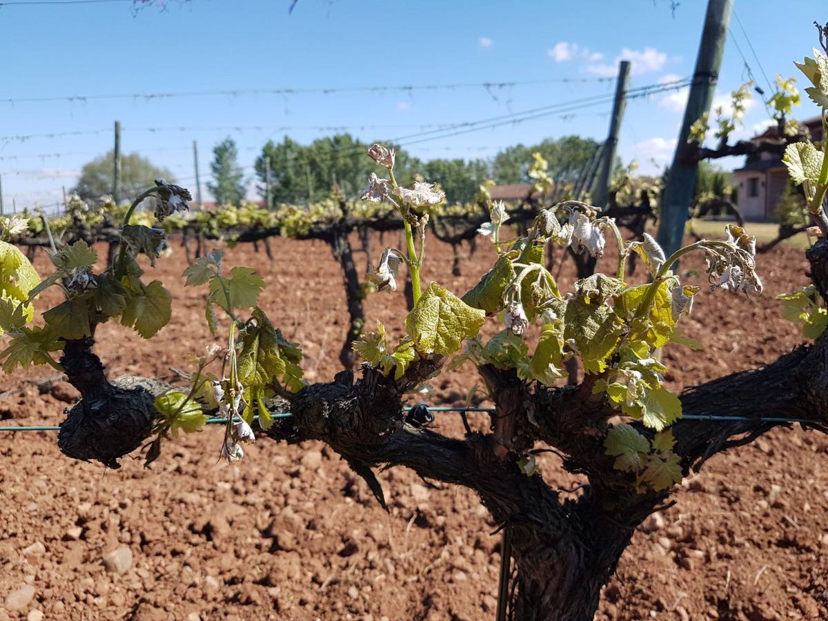 El campo riojano se hiela