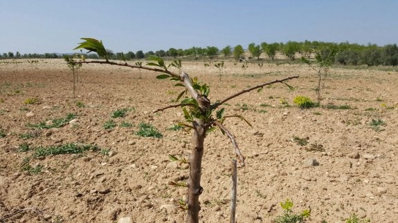 Los agricultores del Alhama-Linares denuncian el daño de los corzos