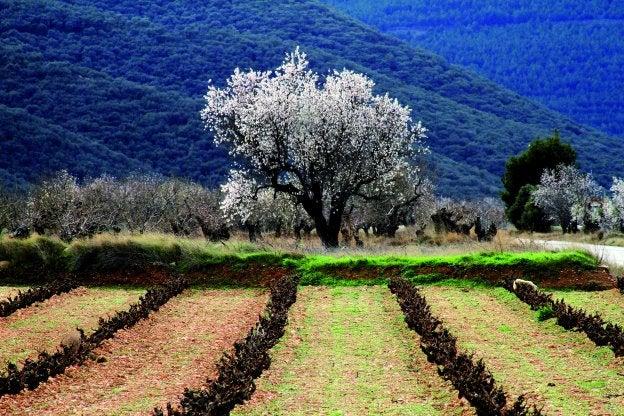 Rioja Baja se replantea el cambio de nombre ante el futuro desarrollo de los vinos comarcales